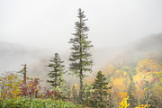 Japan Autumn & Snowy Forest Bundle., a Nature Photo by Silent Nature (Thumbnail 1 of 5)