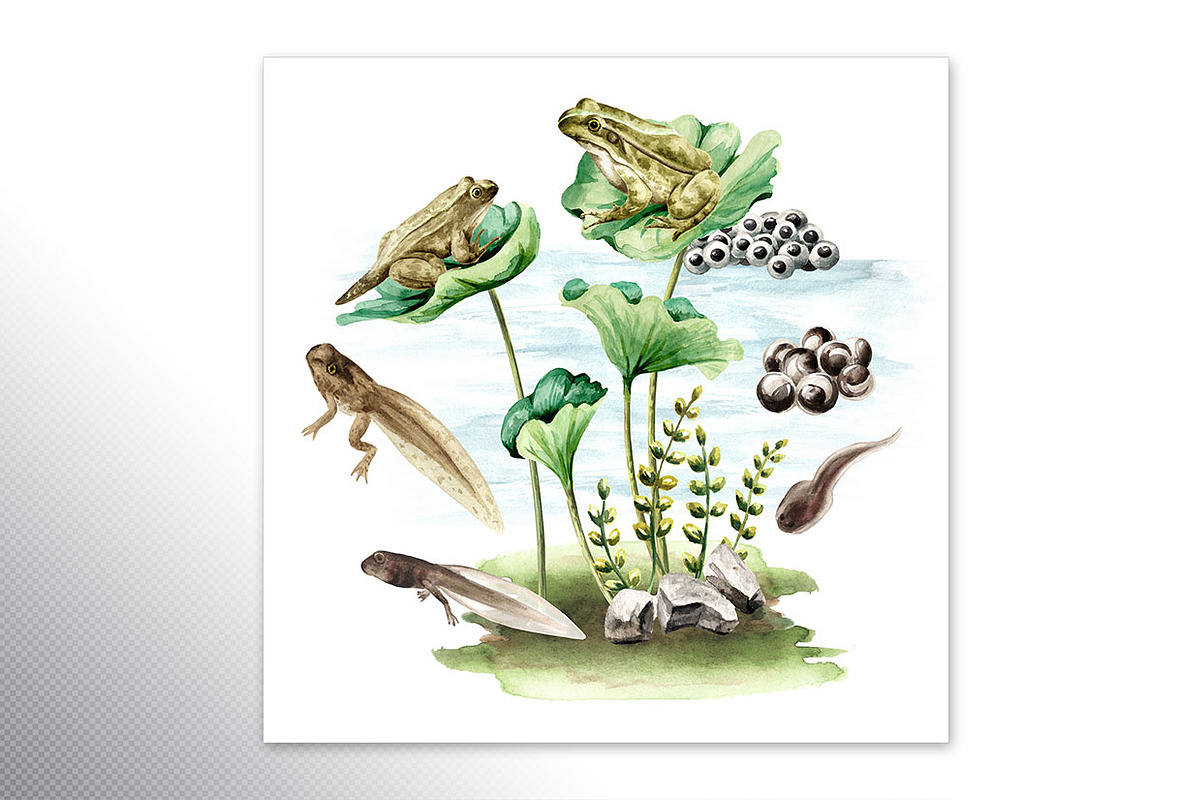 Frog Life Cycle, an Animal Illustration by Daria Ustiugova (Photo 4 of 6)