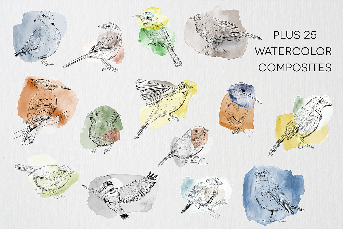 Birds of Africa Illustrations, a Decorative Illustration by CL Creative Studio (Photo 6 of 14)