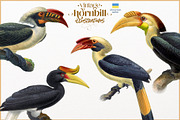 Vintage hornbill illustrations, an Animal Illustration by Natalka Dmitrova art (Thumbnail 16 of 17)