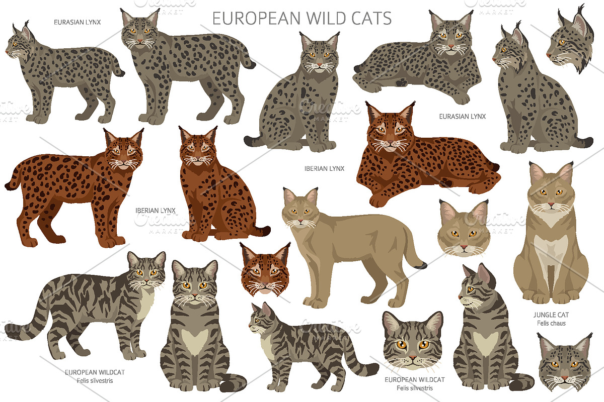 European wild cats clipart, an Animal Illustration by pet design shop (Photo 2 of 10)