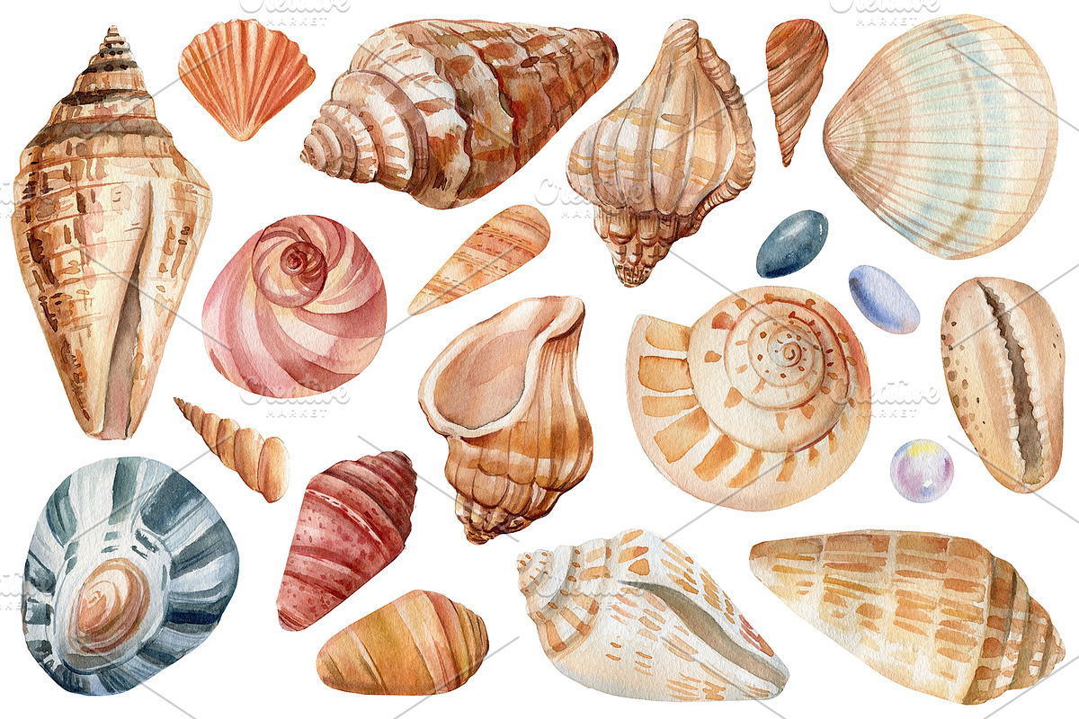 Seashells and fish, watercolor, an Animal Illustration by Hanna Hryharenka (Photo 11 of 20)