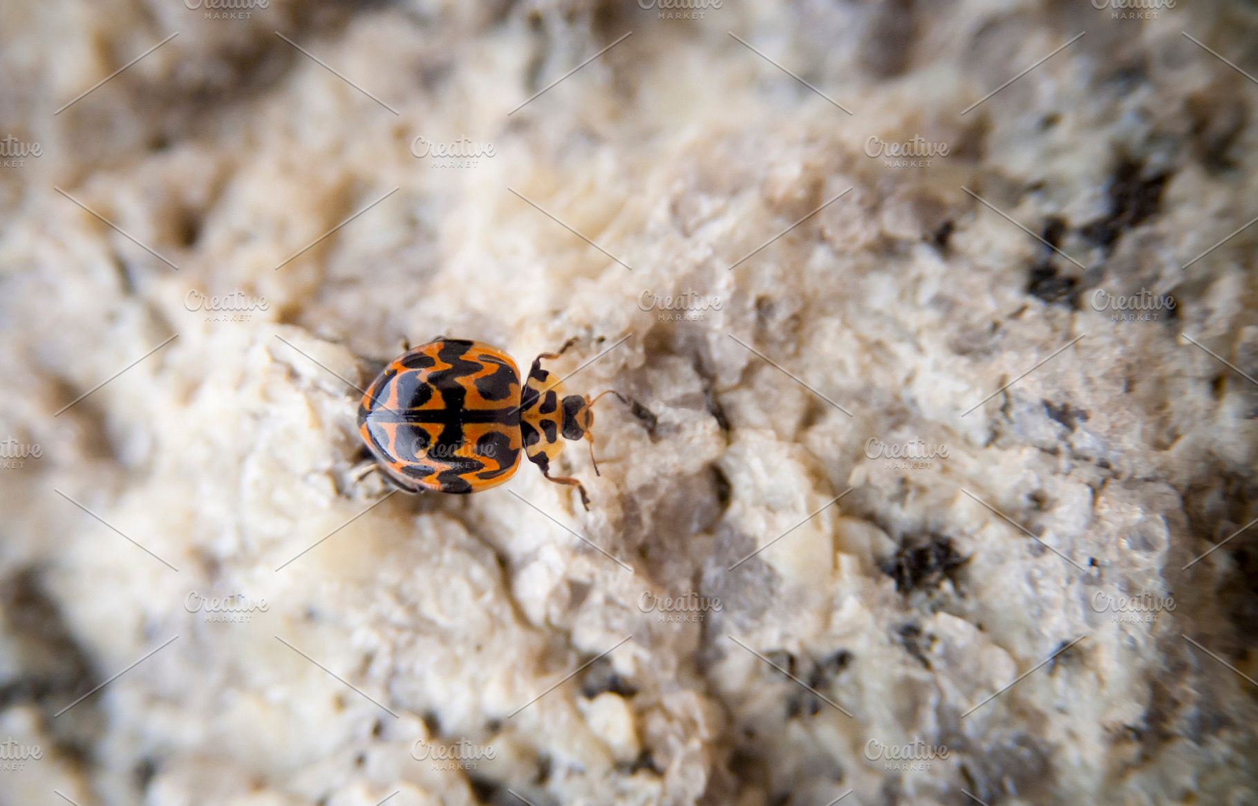 Lady Bug, an Animal Photo by THP Creative