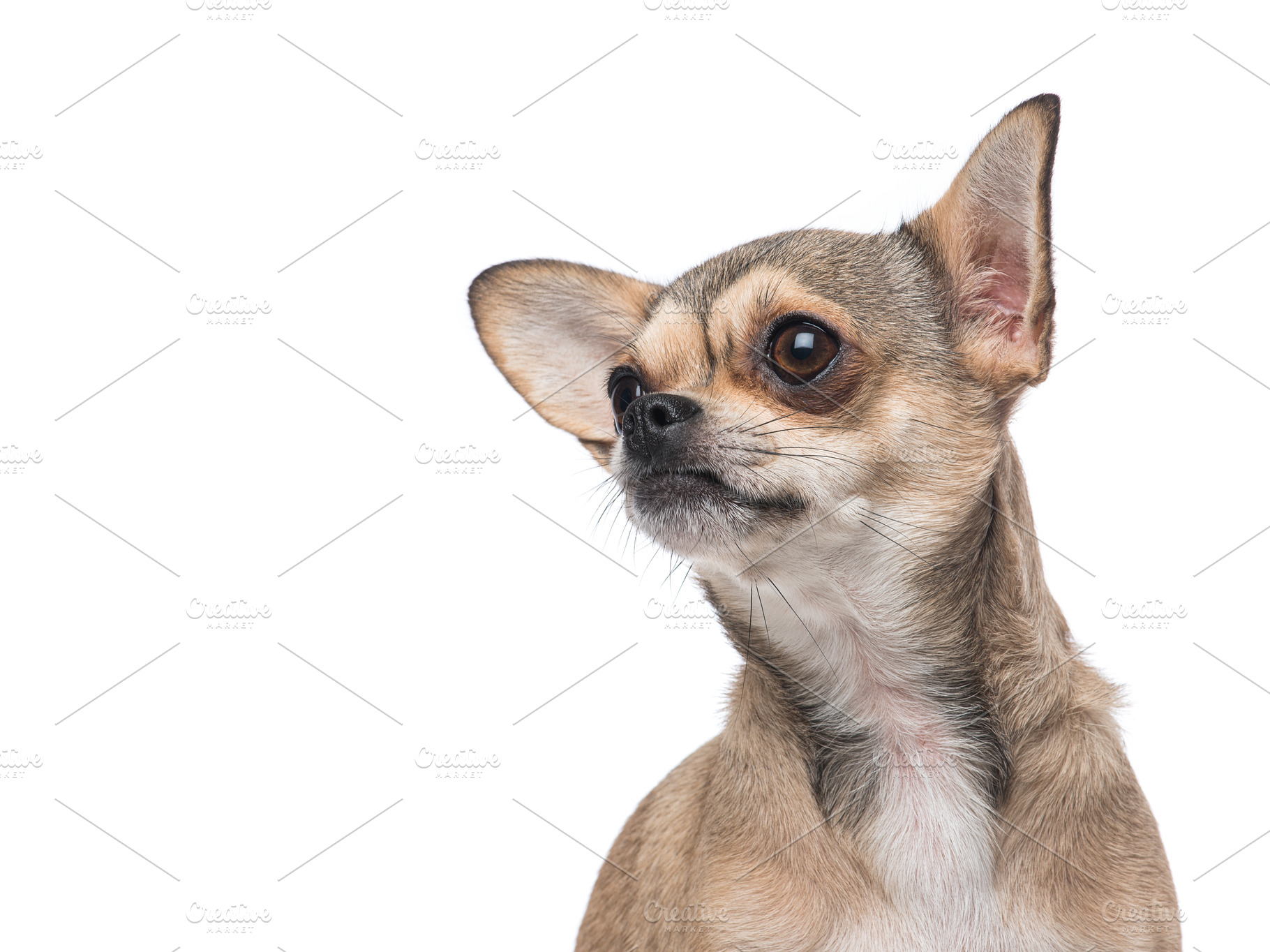 Portrait of a chihuahua dog looking, an Animal Photo by Elles Rijsdijk