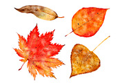 Watercolor autumn leaves clipart, a Seasonal Illustration by ArtfulStudio (Thumbnail 3 of 7)