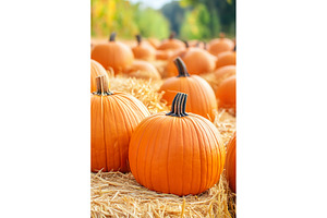 Fall Harvest Festival. Bright orange, a Food & Drink Photo by Lermont51