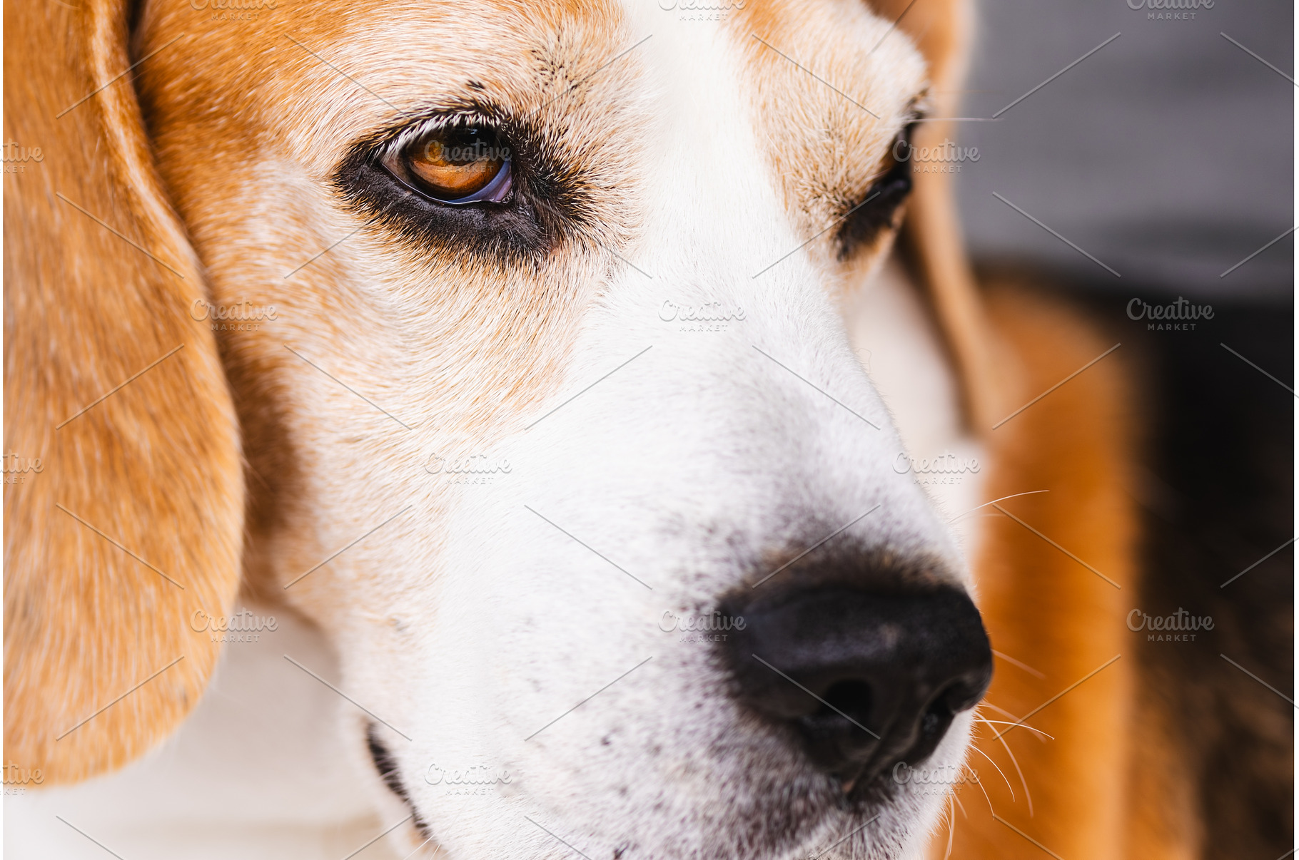 Adult Beagle dog portrait closeup, an Animal Photo by MadPhotos