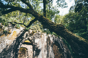 Mossy ruin under forest canopy, an Architecture Photo by SkyNext