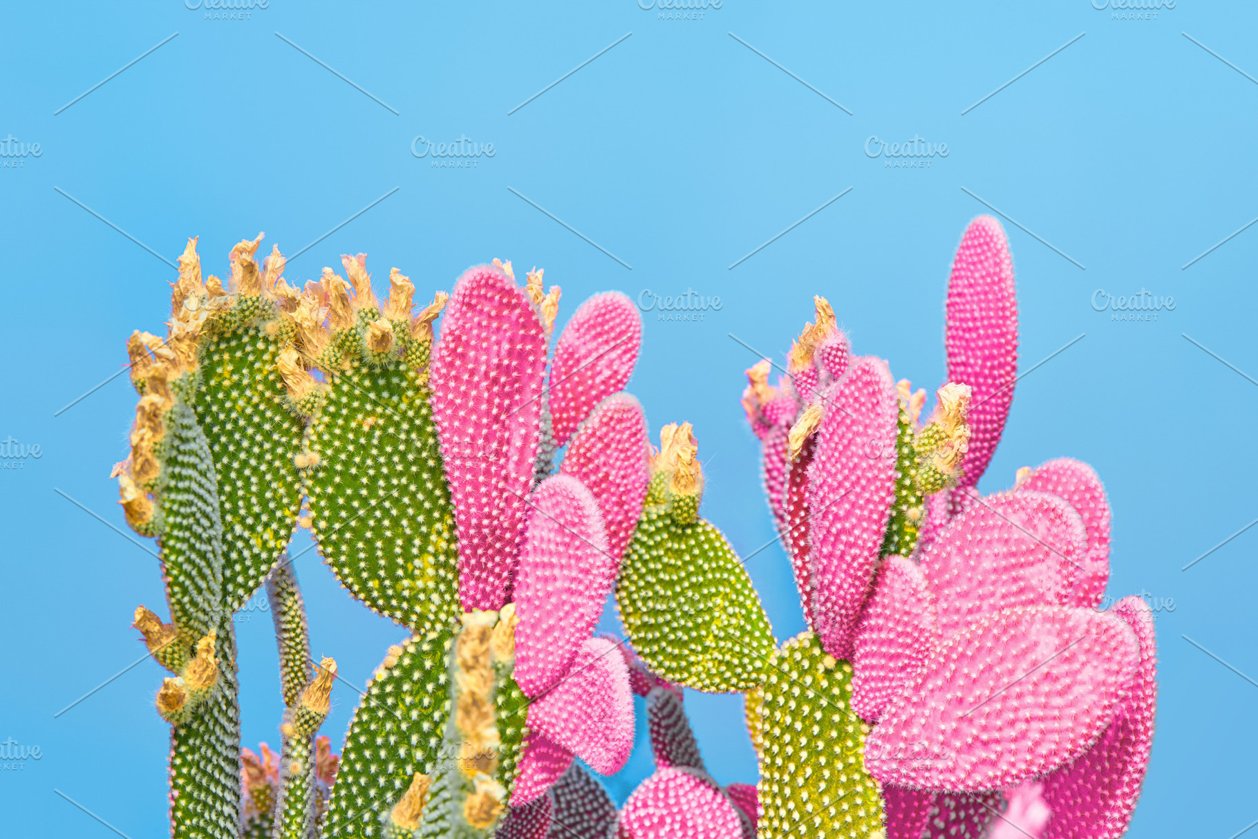 Cactus in neon minimal fashion featuring cactus, minimal, and cacti, a Beauty & Fashion Photo by iBear