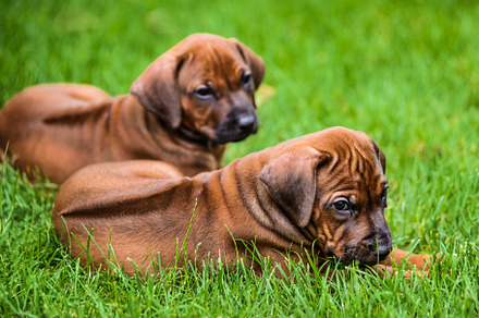 Two rhodesian ridgeback puppies containing rhodesian ridgeback, ridge, and