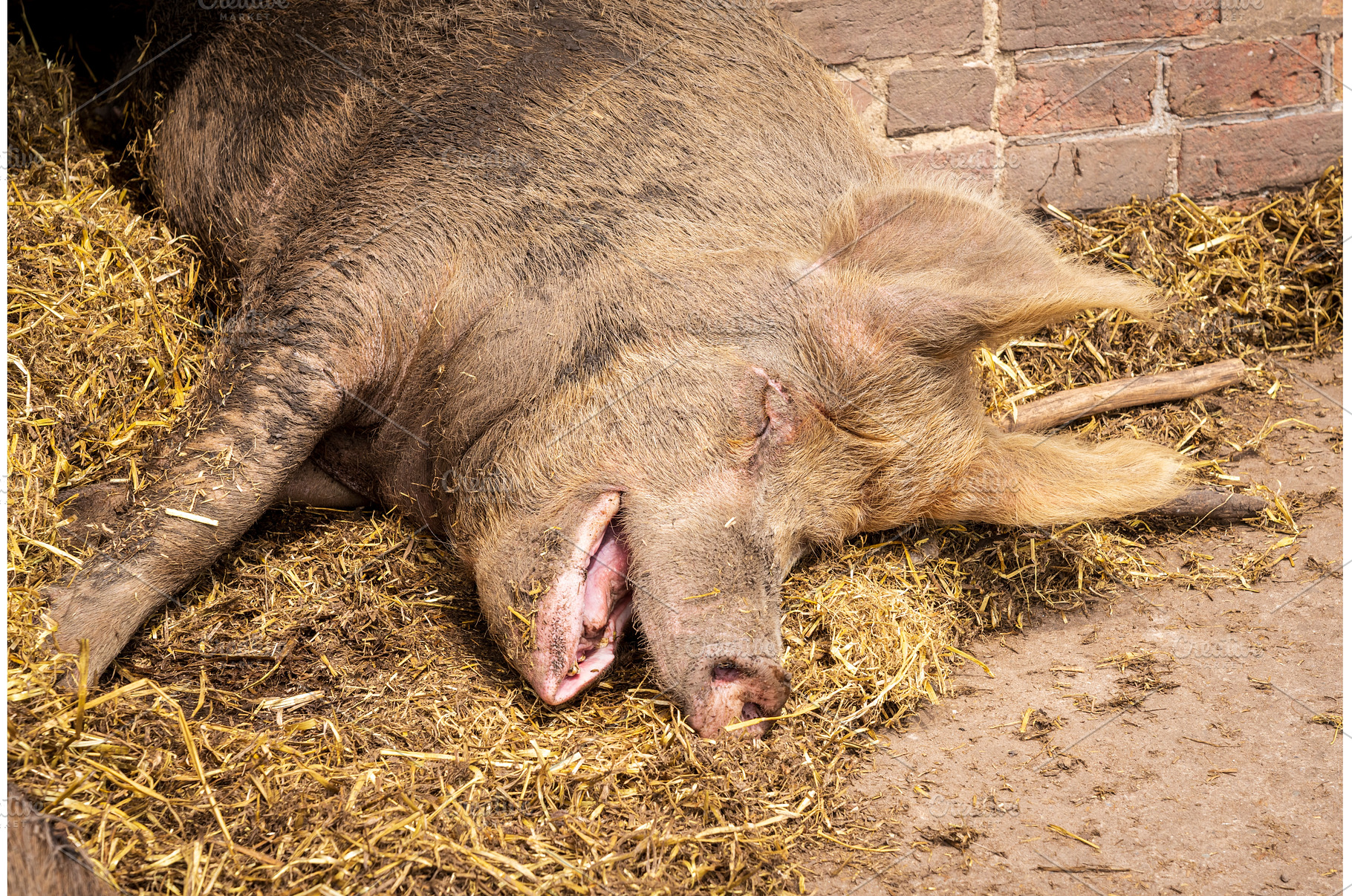 A close-up view of a pig relaxing in, an Animal Photo by Backyard Stock