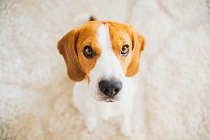 Beagle dog look, an Animal Photo by MadPhotos