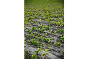 Wide agricultural field with young, an Industrial Photo by volodymyrshtun13795