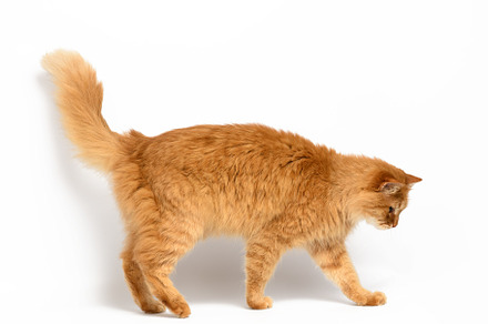 adult red cat stands on a white background, an Animal Photo by ndanko