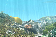 3D Cartoon Underwater Coral Reef Hab, an Environmental 3D Model by NOMODOL (Thumbnail 5 of 24)