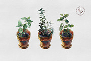 3 herbs in flowerpots watercolour, an Illustration by vivo e verde (Thumbnail 3 of 11)
