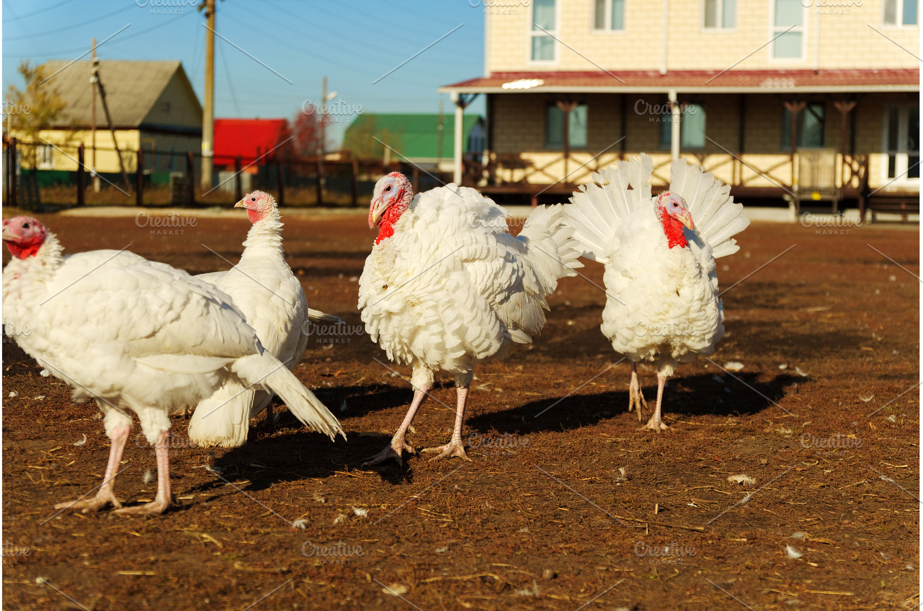 A group of white turkeys is seen, an Animal Photo by darksoul72