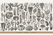 Garden vegetables sketches, a Food Illustration by katya.bogina (Thumbnail 2 of 3)