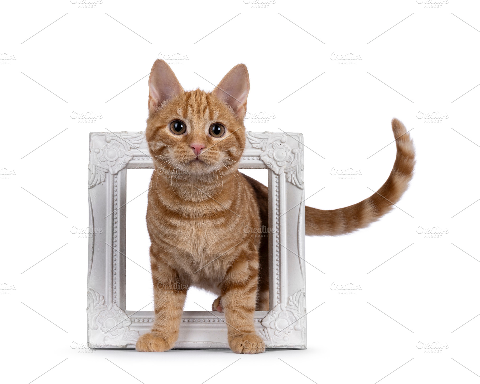 European Shorthair cat on white background, an Animal Photo by Cat'chy Images by Nynke