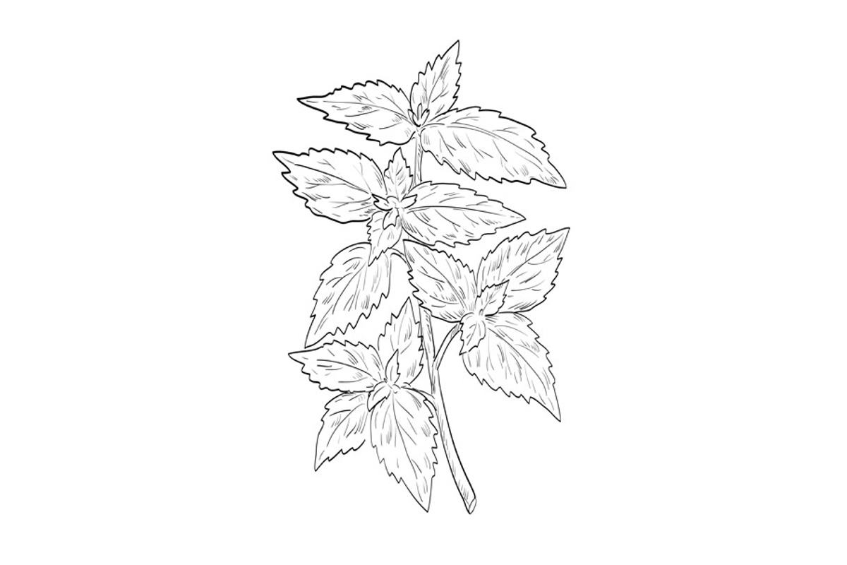 Nepeta Cataria Catnip Drawing, an Illustration by patrimonio
