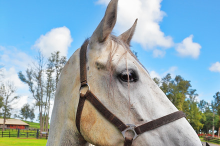 The beautiful head of a white horse, a Nature Photo by kavram