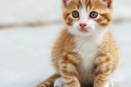 A Fluffy Ginger Kitten Posing with Innocence - Generative AI, an Animal Photo by José Manuel Gelpi