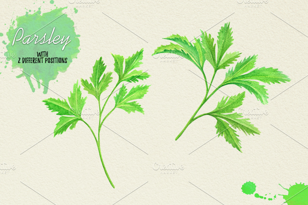North American Herbs, a Food Illustration by Graphobia (Photo 15 of 21)