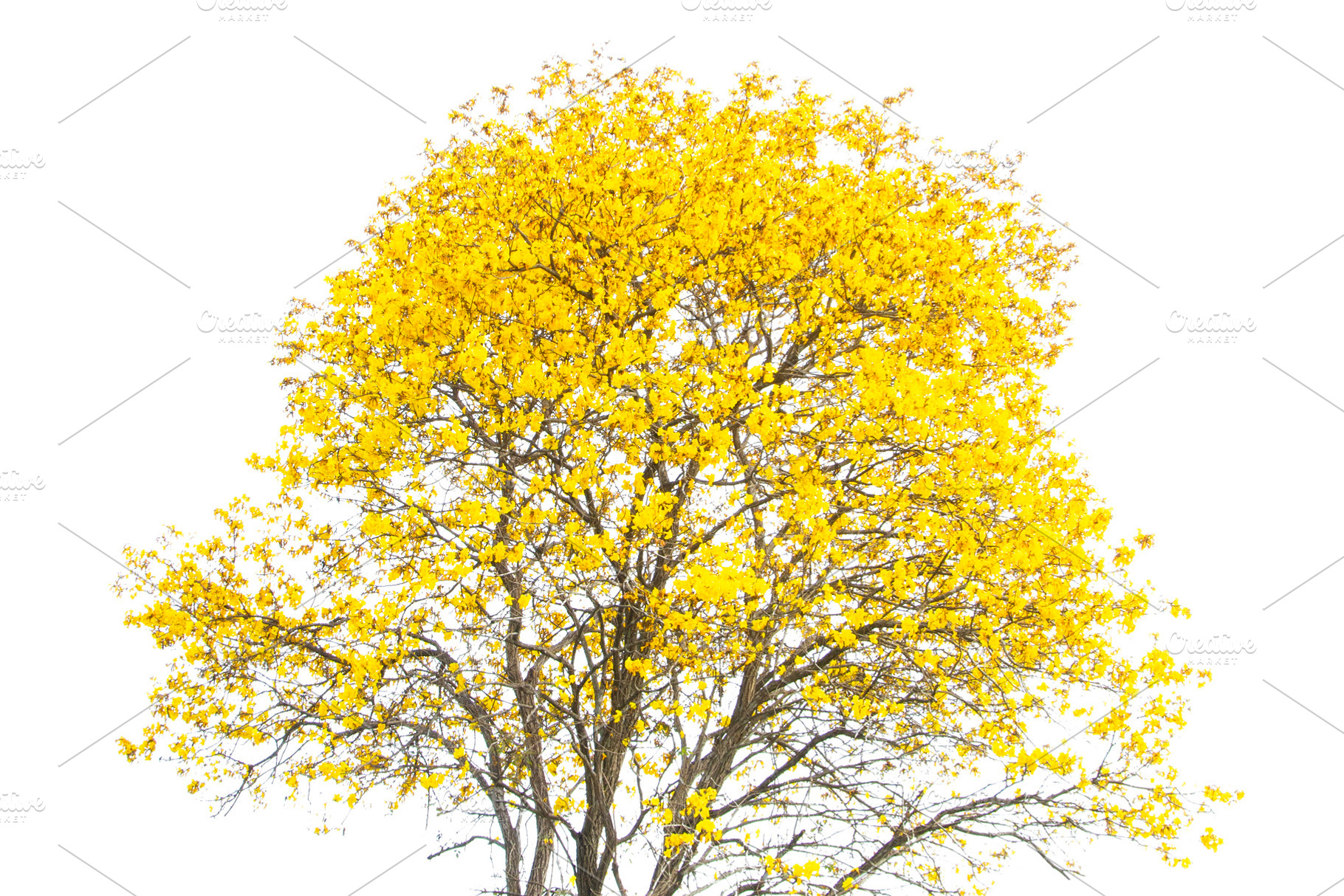 Beautiful Yellow Flowers Tree., a Nature Photo by rakoptonLPN
