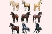 Horse Clipart PNG Bundle, a Graphic by M9 Design (Thumbnail 3 of 11)