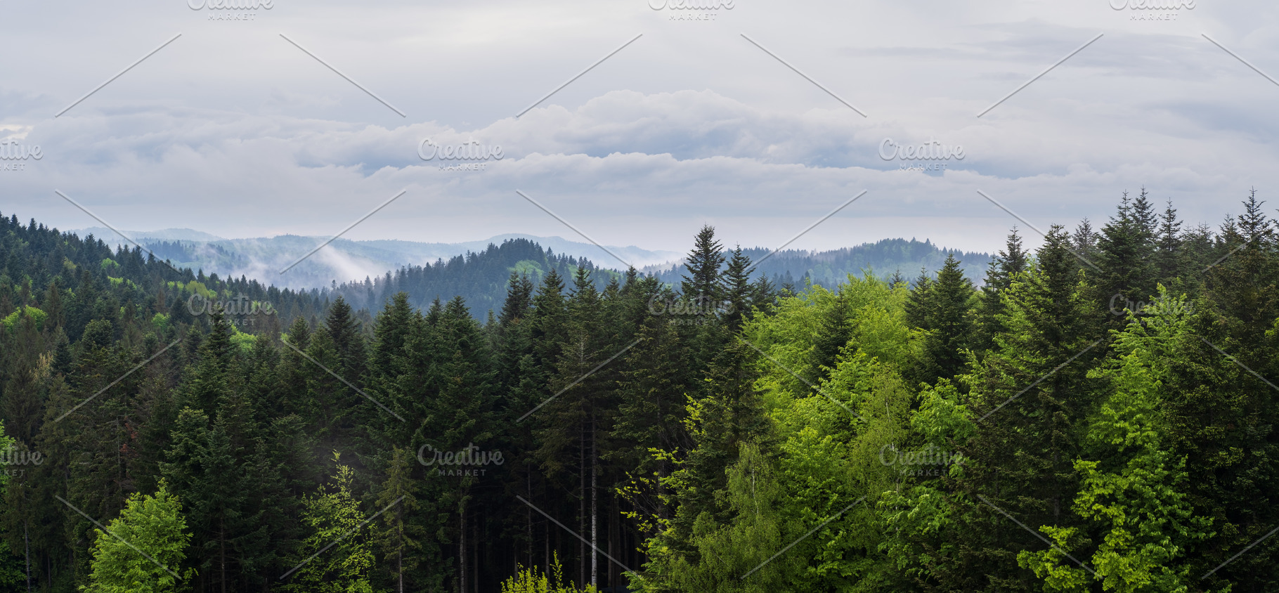 Misty spring morning mountains with forest view (Carpathians, U, a Nature Photo by YuriyB
