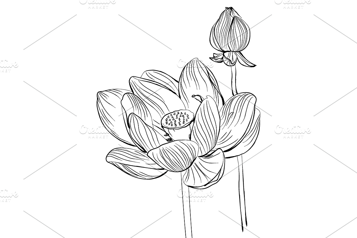 Lilies and Lotus Florals, an Object Graphic by VictoriaKStudio (Photo 3 of 10)
