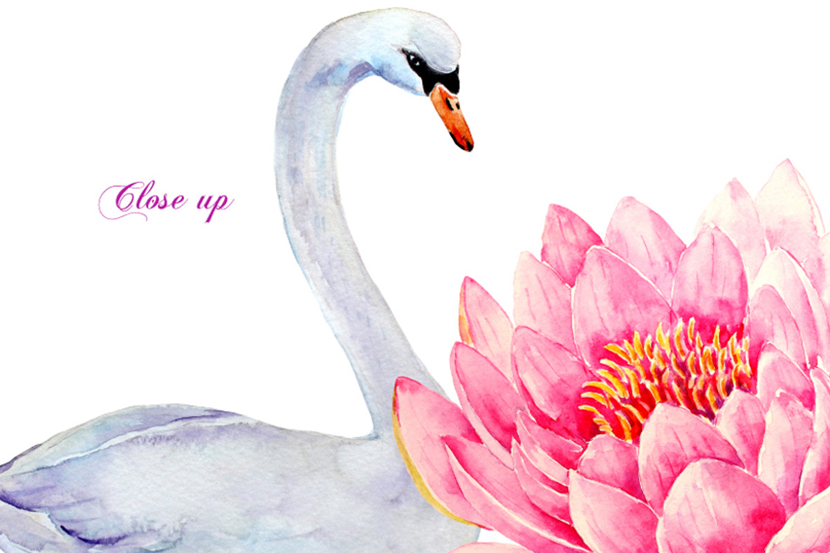 Wedding Clipart Waterlily and Swans, an Illustration by Corner Croft (Photo 3 of 3)
