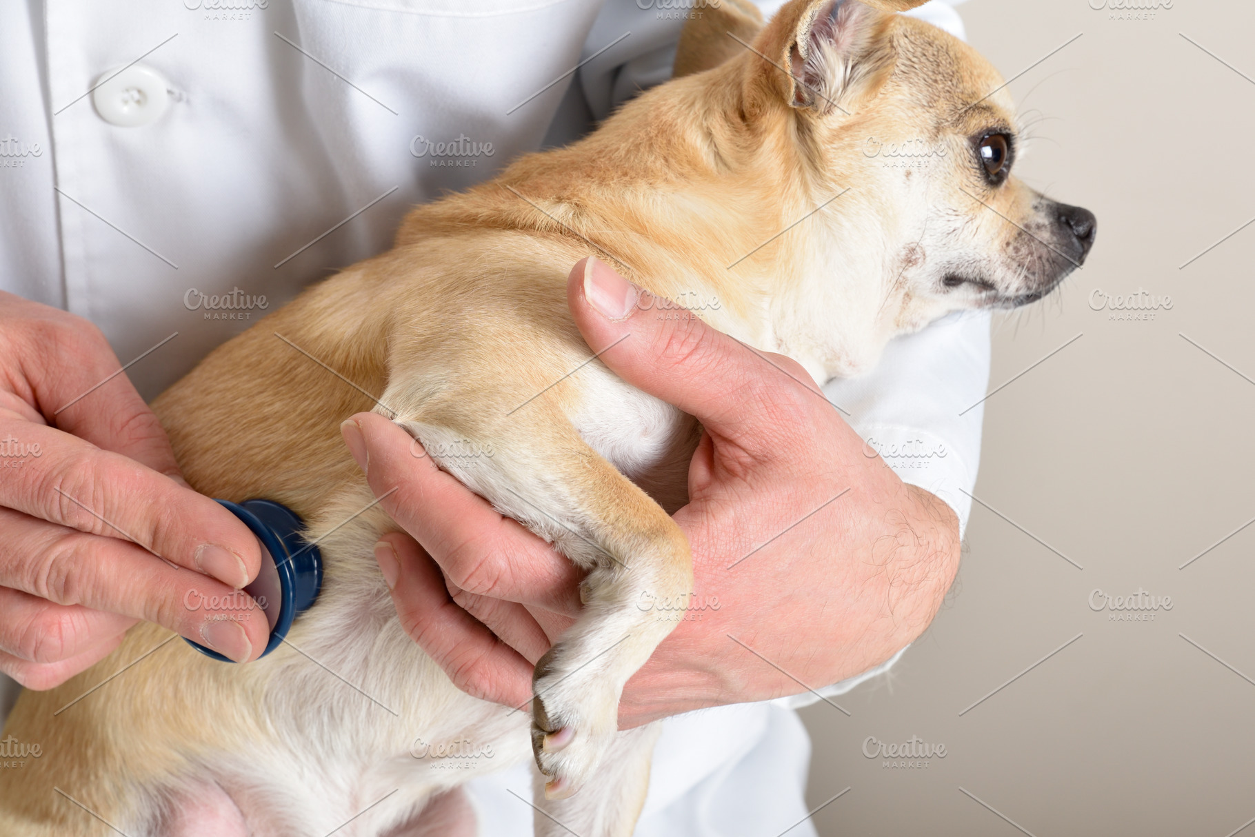 Veterinarian Examining Chihuahua with Stethoscope close up, an Animal Photo by Davizro's Market