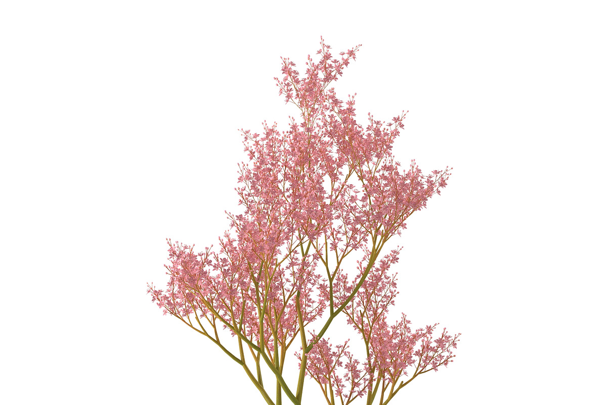 Filipendula rubra, a Plants & Tree 3D Model by AndrewWhite (Photo 5 of 11)