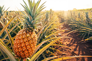 Ripe pineapple growing, a Food & Drink Photo by Volff