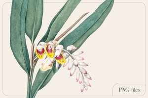 VINTAGE FLOWERS Watercolor Png Set