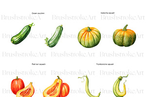 Watercolor Squash Clipart, Vegetable