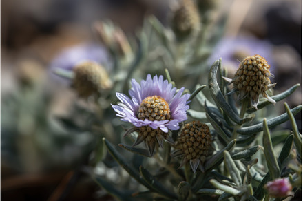 close-up of drought-tolerant native, a Background Photo by Sergey Kotenev