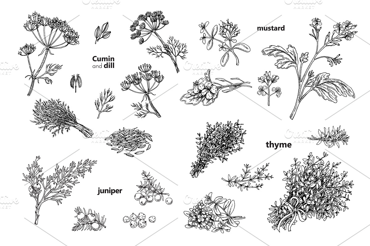 Spice Plants Collection, an Illustration by Evgeniia Lanskikh (Photo 6 of 11)