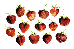Vector Strawberry Illustration Pack