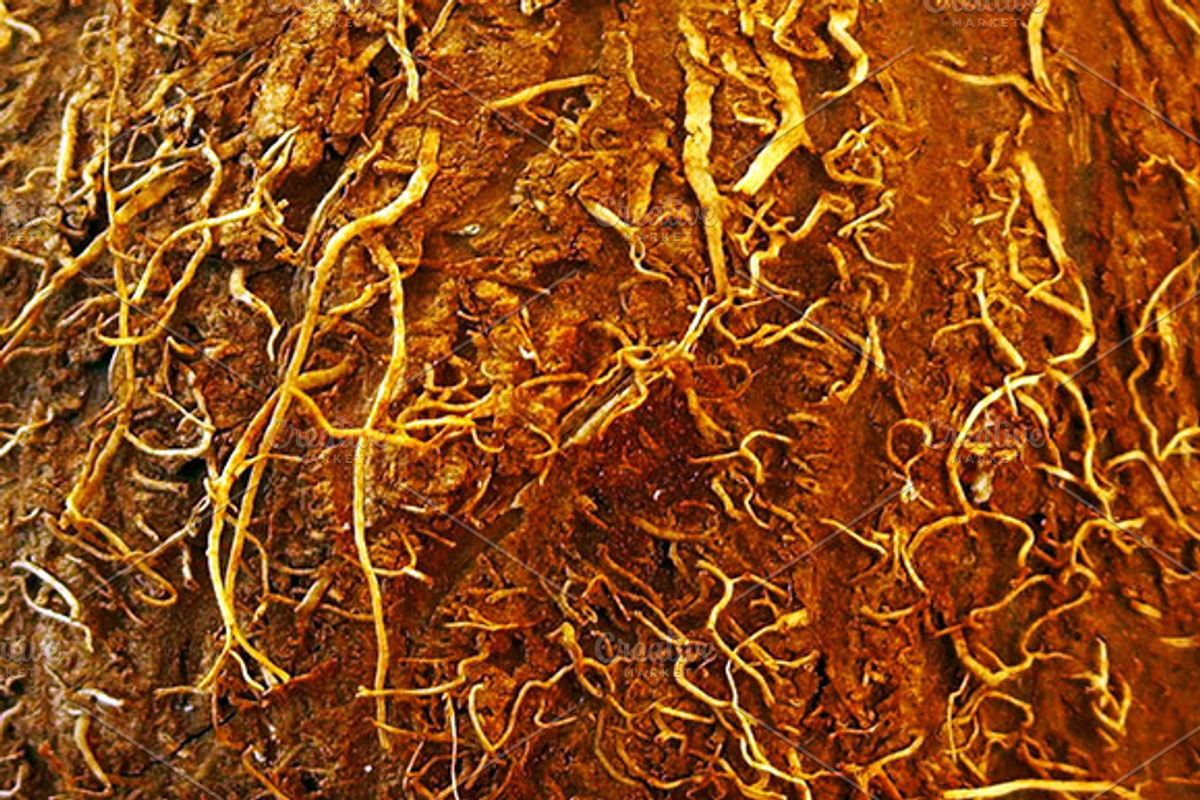 Coconut Texture