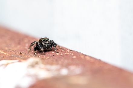 Jumping Spider, an Animal Photo by Ivanna