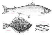 Fish#2 Vector Collection, a Food Illustration by Lubov Illustrations Shop (Thumbnail 2 of 12)