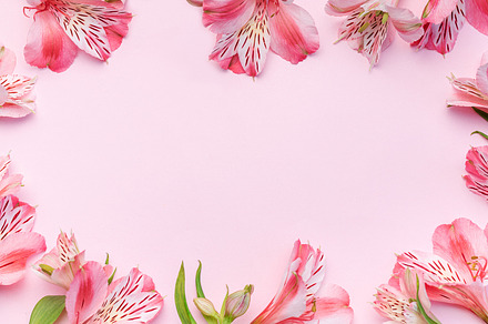 Beautiful Alstroemeria flowers on pink background, a Holiday Photo by Olena Rudo