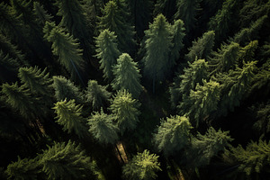 Aerial top view of green forest and green trees, a Nature Photo by AlyaAnd