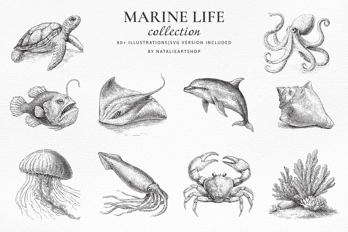 Vintage Marine Life Illustration Set, an Animal Illustration by NatalieArtShop (Photo 18 of 20)