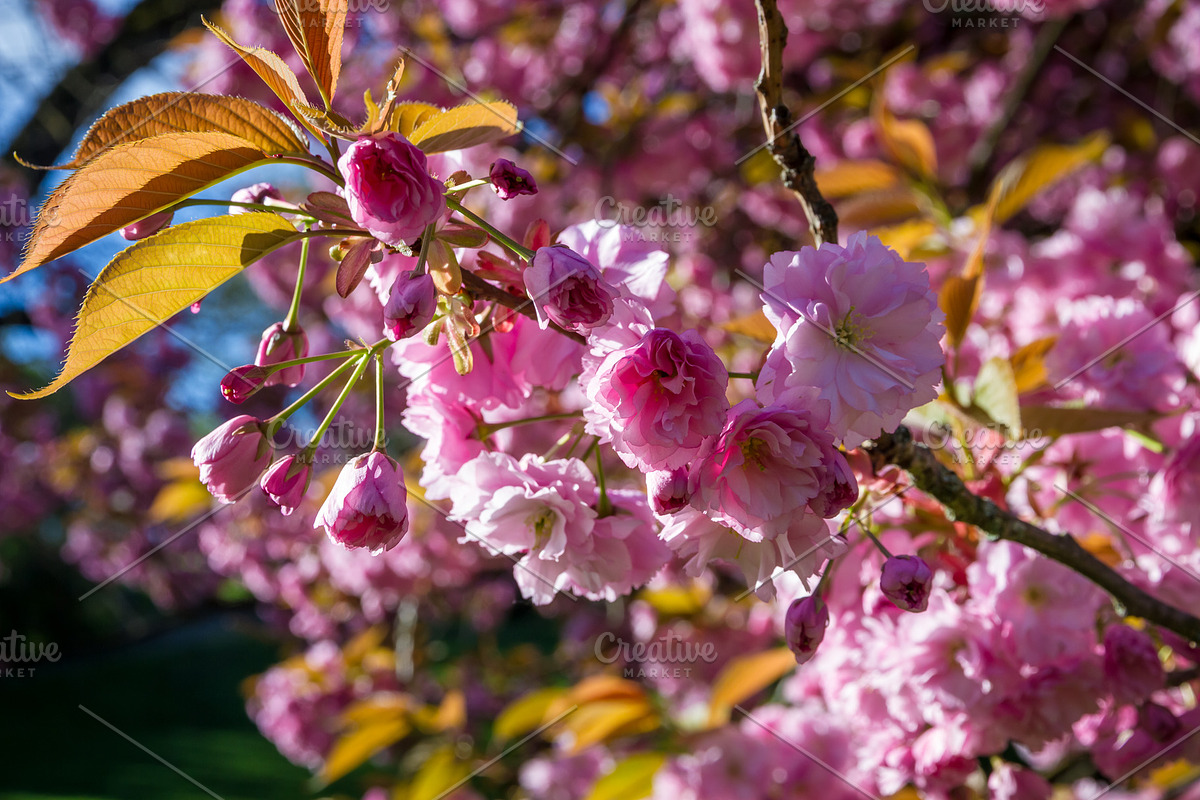 Japanese cherry blossom in spring. Macro view, a Nature Photo by GoodGoods (Photo 5 of 5)