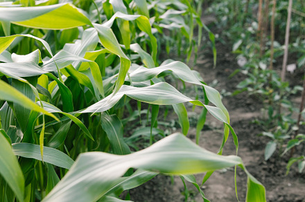 Maize seedling in agricultural garden, Growing Young Green Corn, a Nature Photo by Cherkas Photography