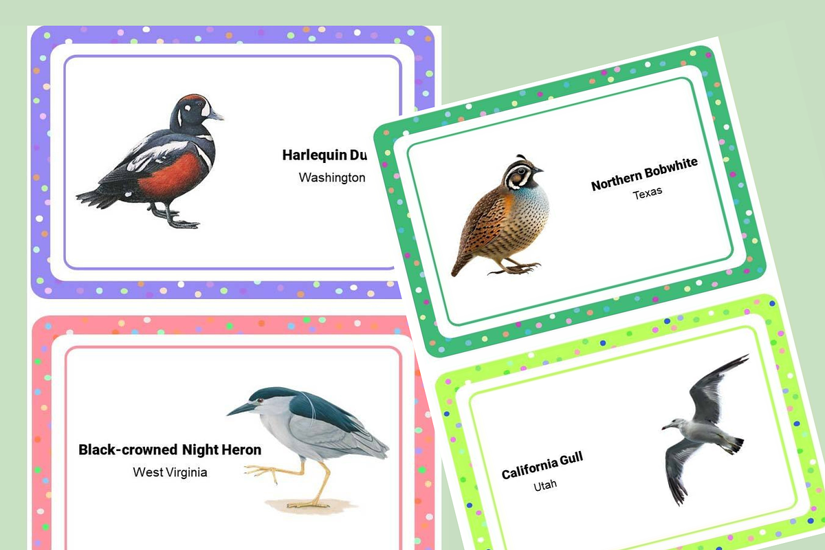 50 State Birds Printable Flashcards, an Education Illustration by Sourcedigi (Photo 2 of 3)