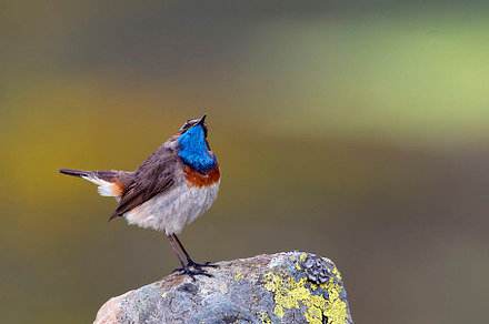 Bluethroat male perched on a rock with green background.